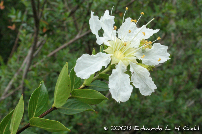 Lafoensia nummularifolia