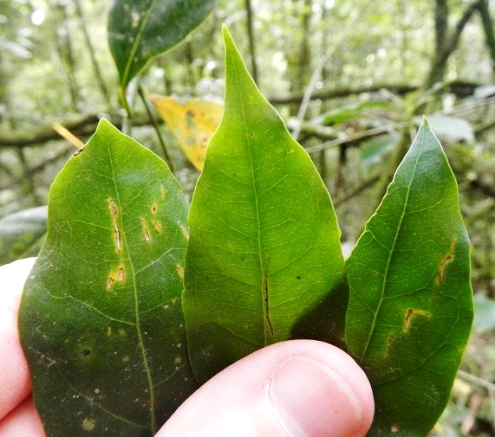 Ocotea silvestris