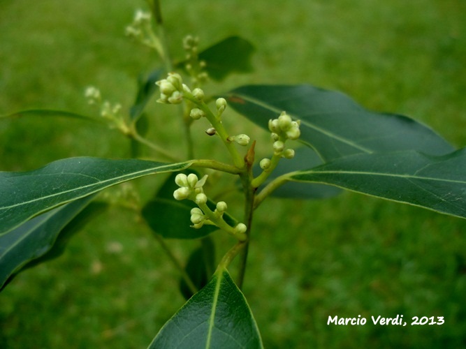 Ocotea silvestris