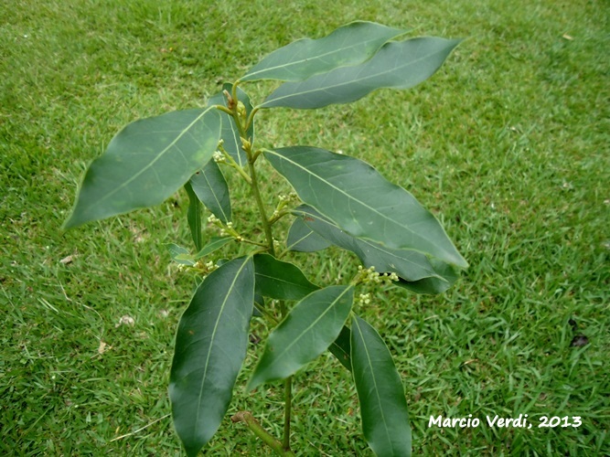 Ocotea silvestris