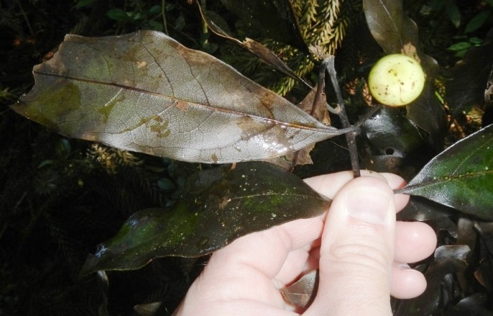 Ocotea silvestris