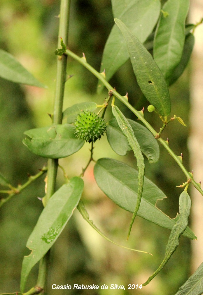 Byttneria australis