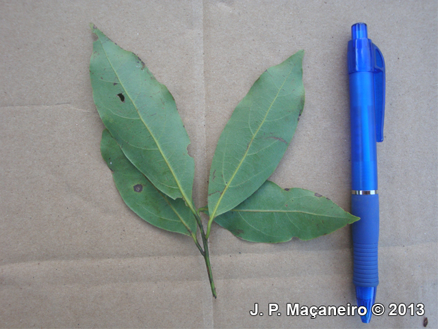 Ocotea silvestris