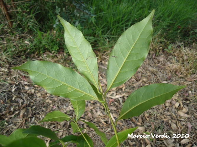 Ocotea silvestris