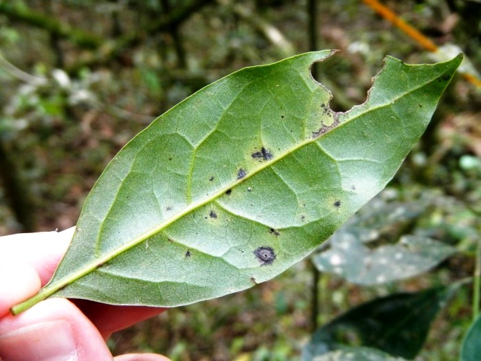 Ocotea silvestris