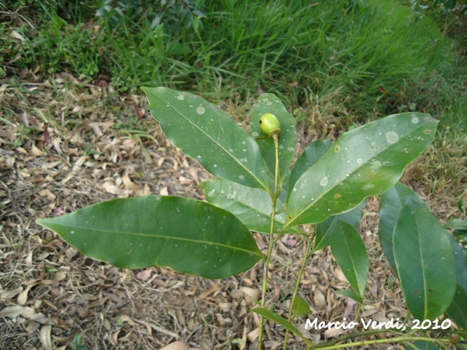 Ocotea silvestris