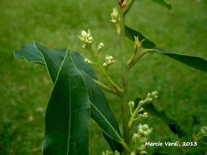 Ocotea silvestris