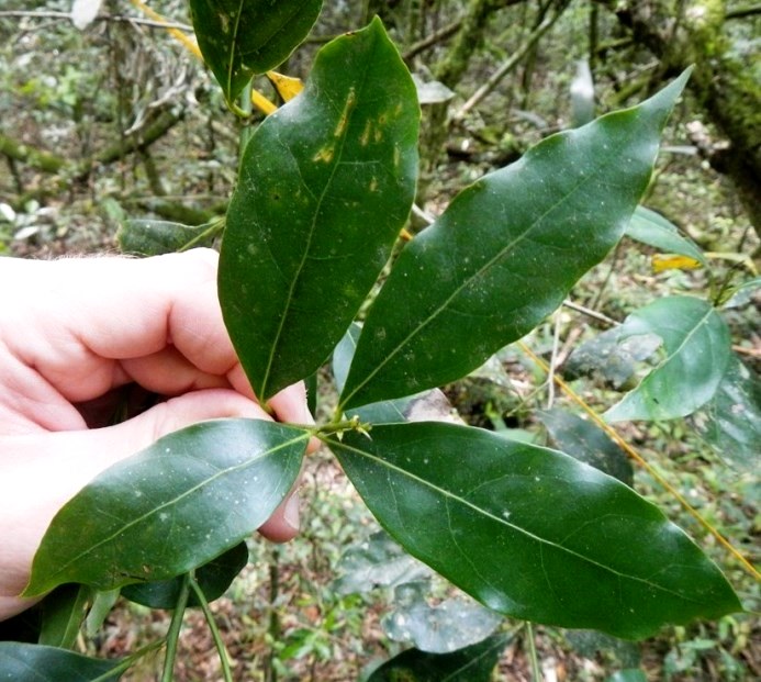 Ocotea silvestris