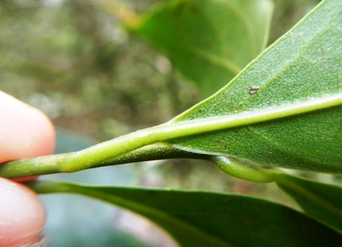 Ocotea silvestris