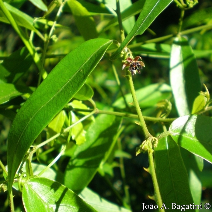 Byttneria australis