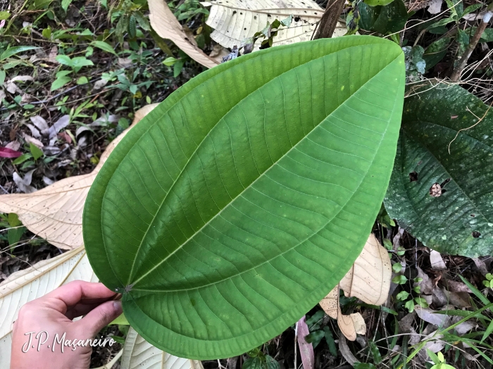 Miconia formosa