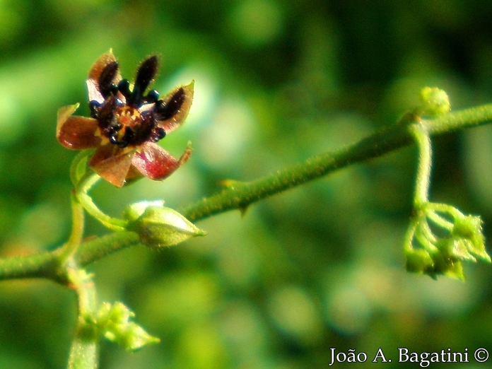 Byttneria australis