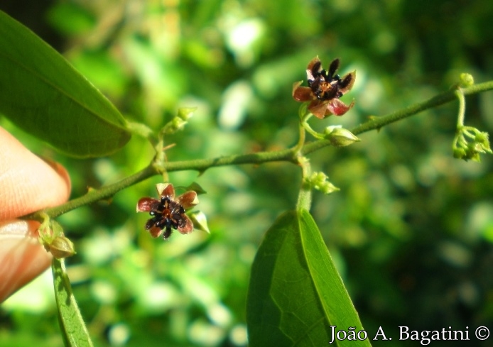 Byttneria australis