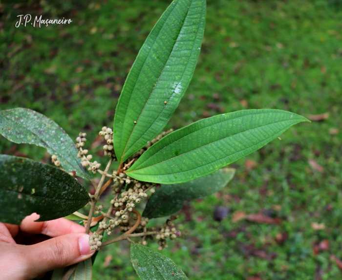 Miconia valtheri