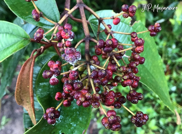 Miconia cinerascens var. robusta