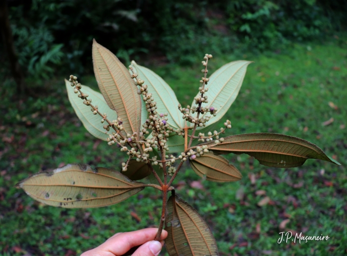 Miconia valtheri