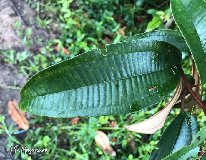 Miconia cinerascens var. robusta