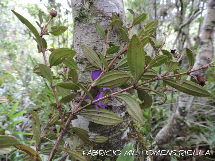 Pleroma trichopodum