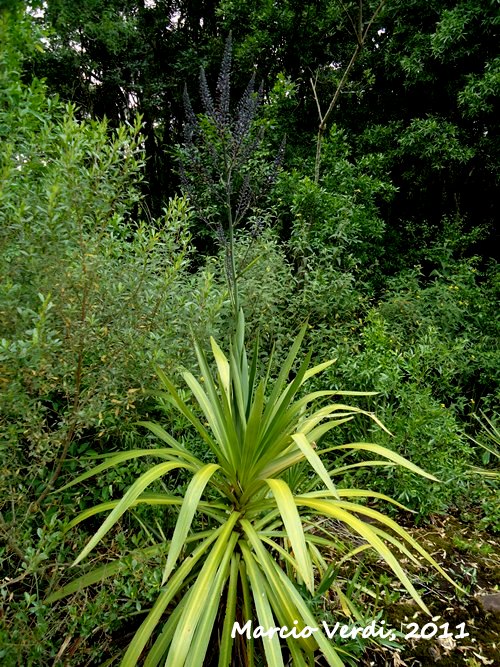 Cordyline spectabilis