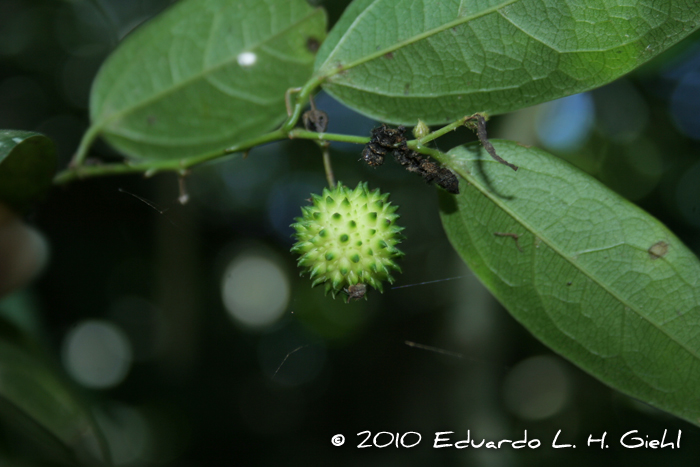 Byttneria australis