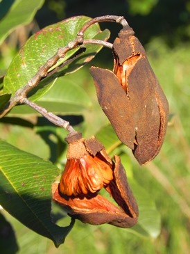 Lafoensia pacari