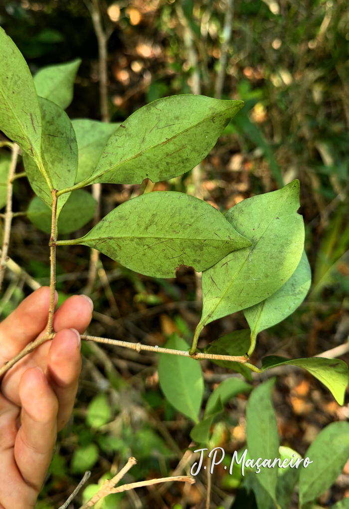 Eugenia astringens