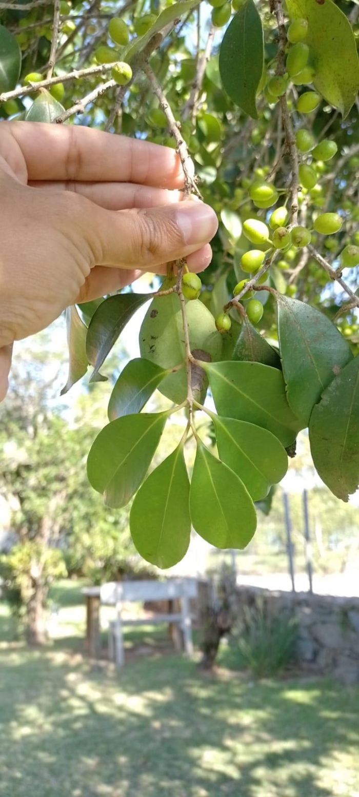 Eugenia astringens