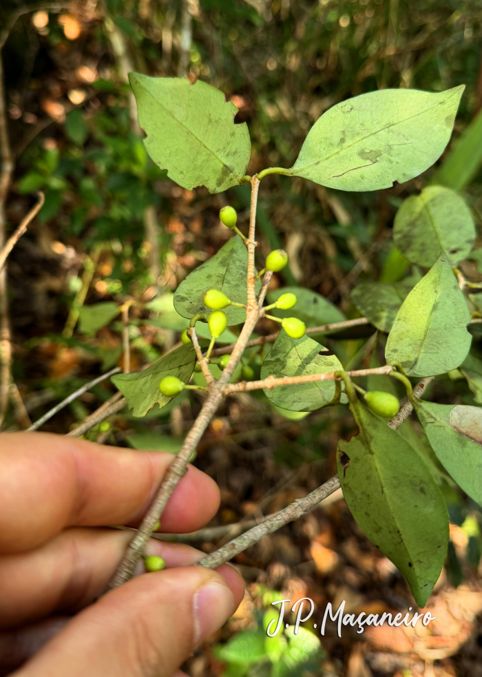 Eugenia astringens