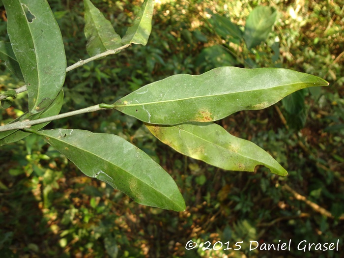 Bunchosia pallescens