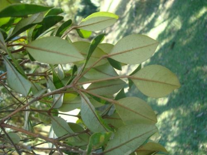 Myrceugenia acutiflora