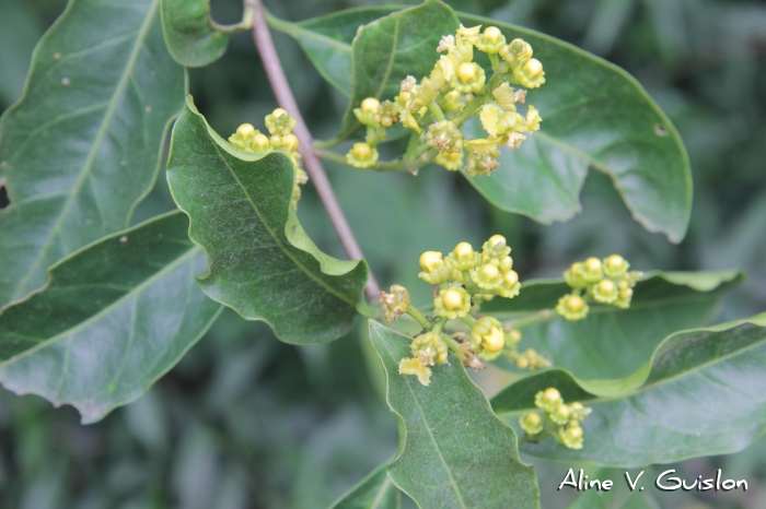 Bunchosia maritima