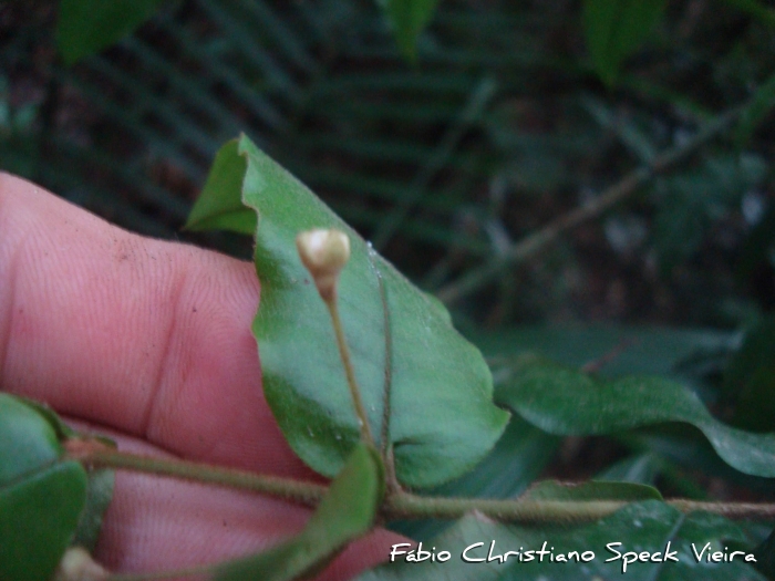 Myrceugenia basicordata