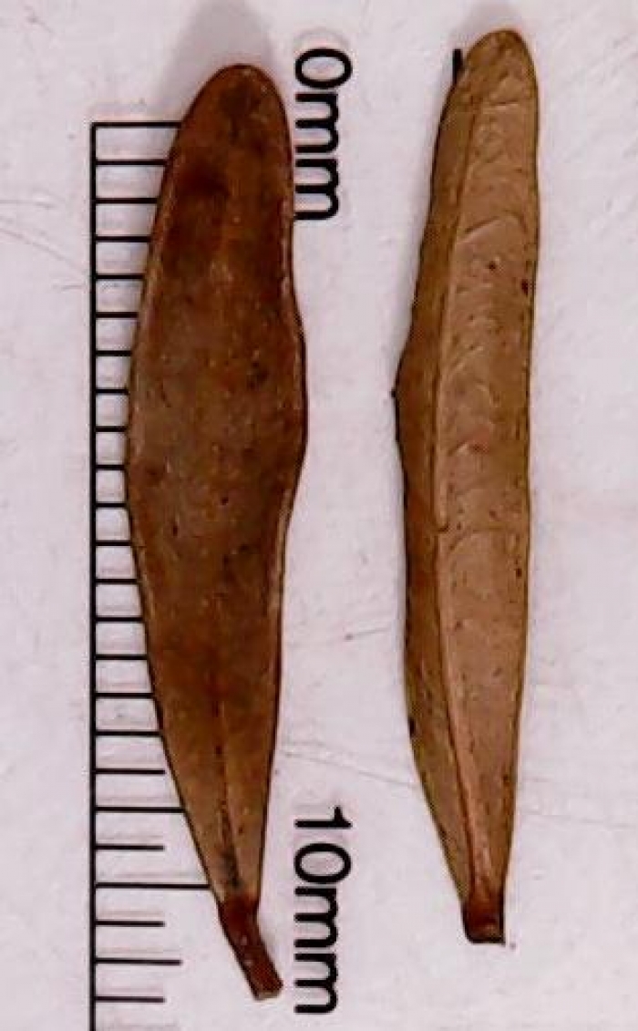 Myrceugenia hamoniana