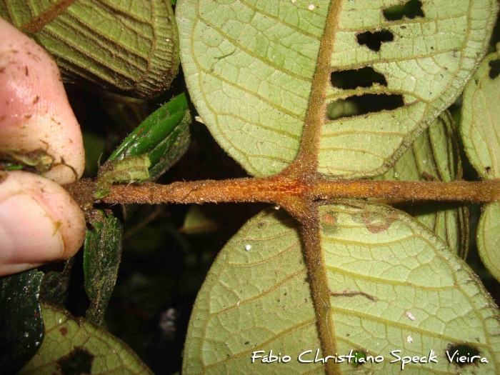 Myrceugenia joinvillensis
