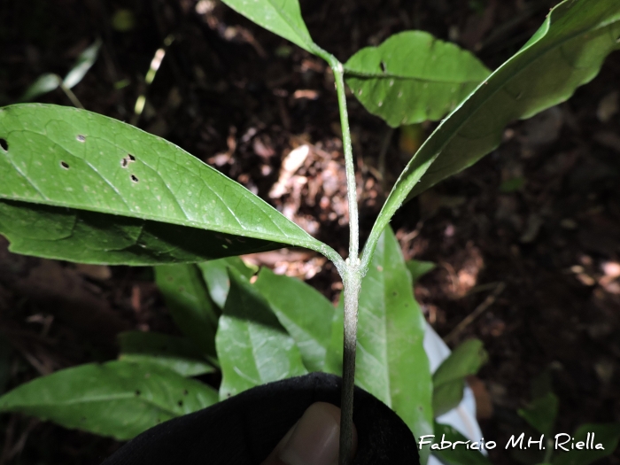 Bunchosia maritima