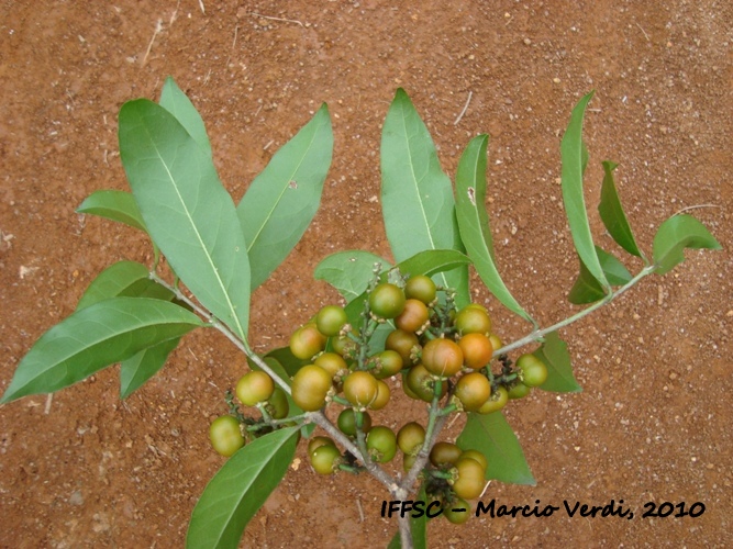 Bunchosia pallescens