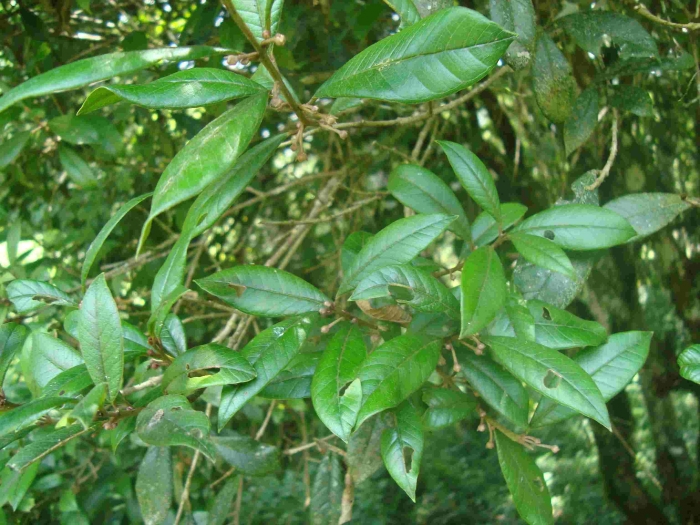 Myrceugenia venosa