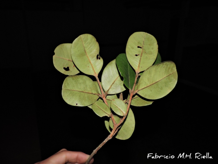 Myrcia ilheosensis