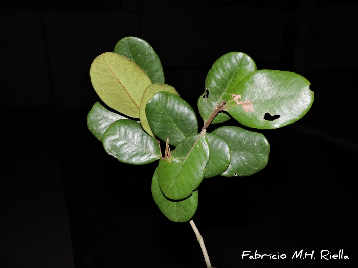 Myrcia ilheosensis