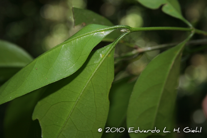 Bunchosia fluminensis