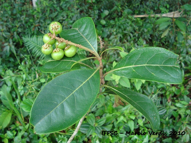 Byrsonima ligustrifolia