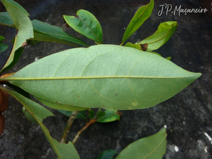 Byrsonima ligustrifolia