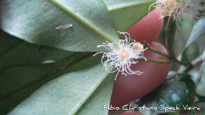 Myrceugenia cucullata