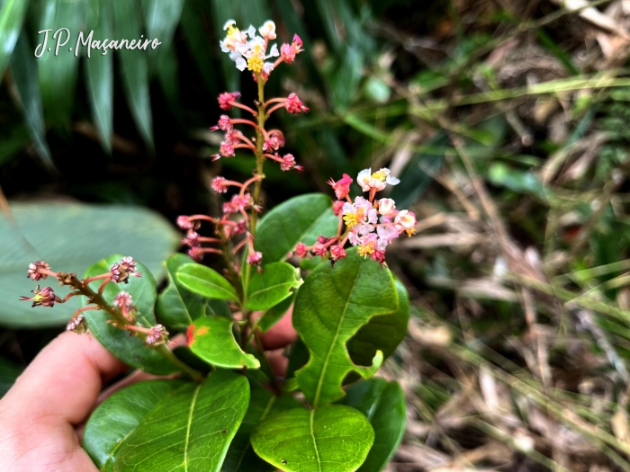 Byrsonima ligustrifolia