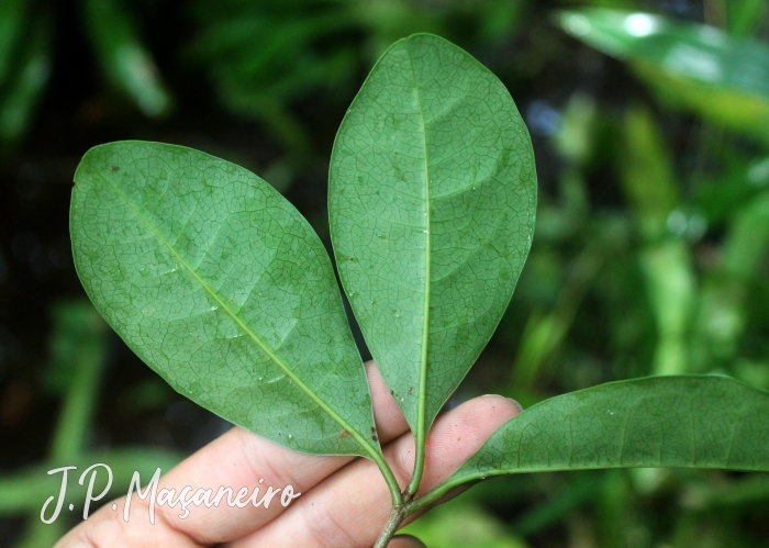 Byrsonima ligustrifolia