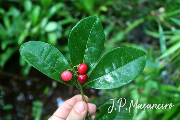 Byrsonima ligustrifolia