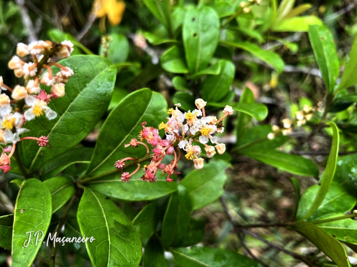 Byrsonima ligustrifolia