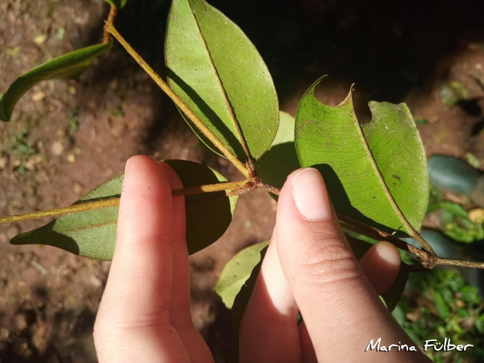 Myrcia tricona