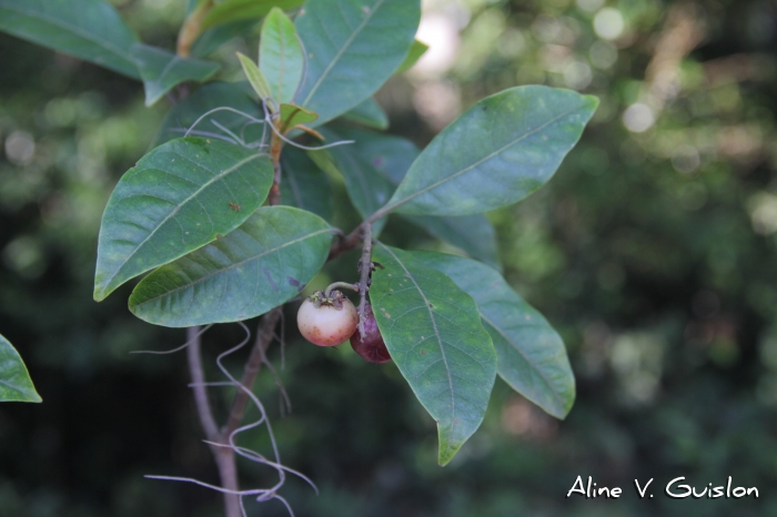 Byrsonima ligustrifolia