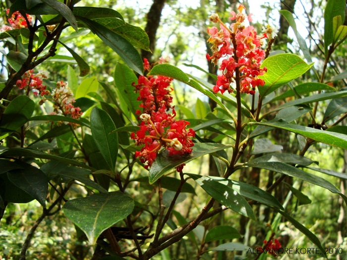 Byrsonima ligustrifolia